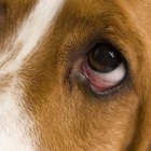 Eye Allergies in Dogs | Pets - The Nest