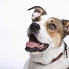 How Do I Show My Dog I'm the Alpha? | Dog Care - Daily Puppy