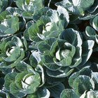 Easy Cabbage Appetizers