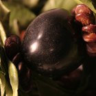 What Is a Kukui Nut?
