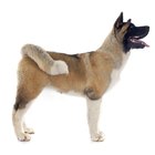 Known Akita Health Problems | Dog Care - Daily Puppy