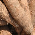 How to Cook a Wild African Yam