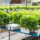 Hydroponic Vegetable Nutrients Vs. Organic