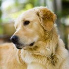 Taurine Content in Dog Food | Dog Care - Daily Puppy