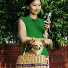 How to Cut Your Long-Hair Chihuahua | Dog Care - Daily Puppy
