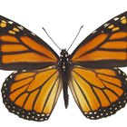 ¿Qué hacen las mariposas por el ambiente?