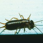 Métodos orgánicos para controlar las plagas de insectos tijereta