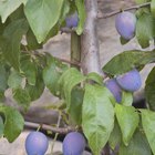 The Nutrition in Organic Prune Juice