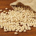 What Is Lecithin Powder?