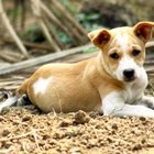 Homemade Sandbox for Dogs | Pets - The Nest