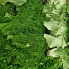 Can You Freeze Dill?