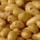 How to Make Whipped Potatoes Without Making Them Gluey