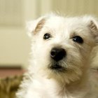 Can a Male Dog Become Aroused After He Has Been Neutered? | Dog Care - Daily Puppy