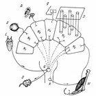 structural classification of nervous system