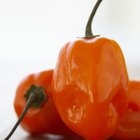 How to Roast & Freeze Habanero and Serrano Peppers