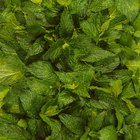 How to Dilute Peppermint Oil for Hair Care