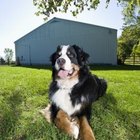Controlling the Shedding of a Bernese Mountain Dog | Pets