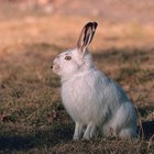 How to Butcher a Rabbit for Meat
