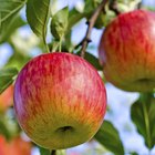 Fuji Apple Nutrition Information