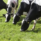 Which Cuts of Meat Come From the Front of the Cow?