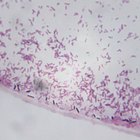 ¿Qué necesitan las bacterias para vivir?