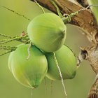 Coconut Oil and Belly Fat