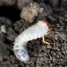 How to identify garden grubs | eHow UK