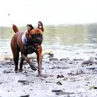 What Can I Use in My Backyard to Prevent My Dogs From Tracking in Mud? | Dog Care - Daily Puppy