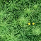 Horsetail vs. BioSil