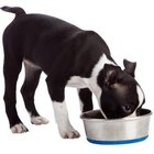 Do Dogs Eat Salmon Skin? | Dog Care - Daily Puppy