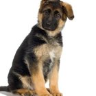 How to Get Your Puppy to Respect You | Dog Care - Daily Puppy