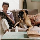 Which Is Better Furniture for Cats & Dogs: Leather or Microfiber? | Pets - The Nest