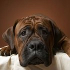 Can a Cough Drop Hurt a Dog? | Dog Care - Daily Puppy