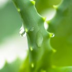 Aloe Ferox Benefits