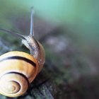 Snail Cream Benefits
