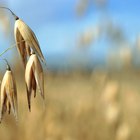 How to Cook Oat Groats in a Crock Pot