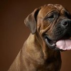 How to Stop a Dog From Licking the Furniture | Dog Care - Daily Puppy