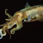 What Kind of Digestive System Do Squids Have? | Sciencing