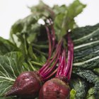 How to Dye a T-Shirt Using Beets