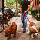 How to Fix a Dog Collar With No Clasp | Dog Care - Daily Puppy