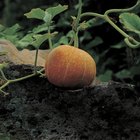 The Best Way to Cook Pumpkin