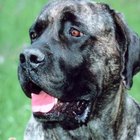Do Bullmastiffs Shed? | Dog Care - Daily Puppy
