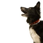 Can Dogs Have ADD/ADHD? | Dog Care - Daily Puppy