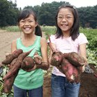 Can You Freeze Sweet Potatoes After They Have Been Boiled & Mashed?