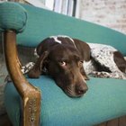 The Average Height of a German Shorthaired Pointer | Dog Care - Daily Puppy