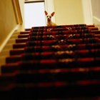 An Easy Way to Prevent Dogs From Going Upstairs | Dog Care - Daily Puppy