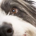 how do you treat a corneal abrasion on a dog