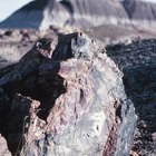 ¿Qué es un fósil petrificado?