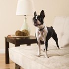 LED Safety Lights for Dogs | Dog Care - Daily Puppy