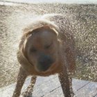 How to Eliminate the Smell of a Wet Dog | Pets - The Nest